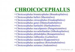 Chroicocephalus